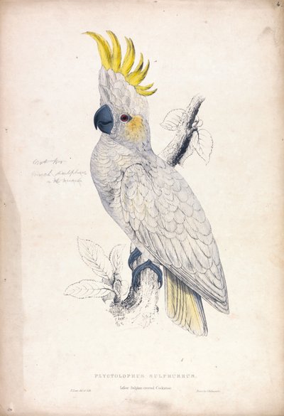 Plyctolophus sulphureus / Lille svovlkakadue (tavle 4) af Edward Lear