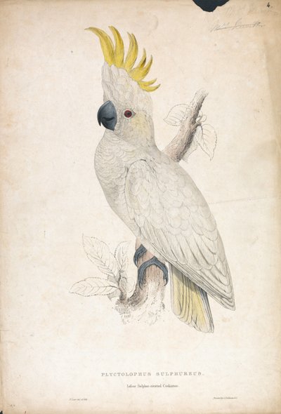 Plyctophus sulphureus / Lille svovlkakadue (tavle 4) af Edward Lear