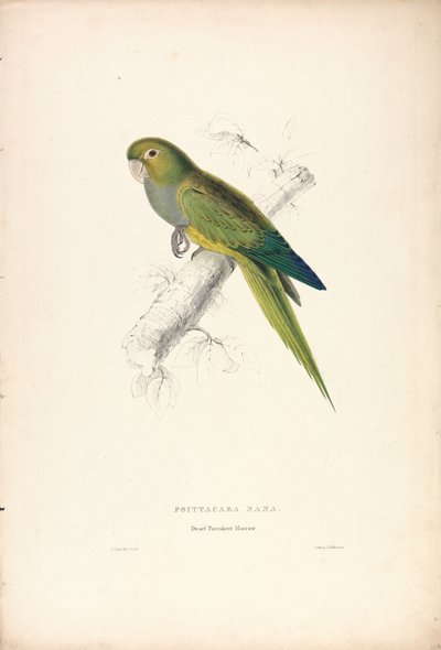 Psittacara Naria / Dværgpapegøje (Tavle 12) af Edward Lear