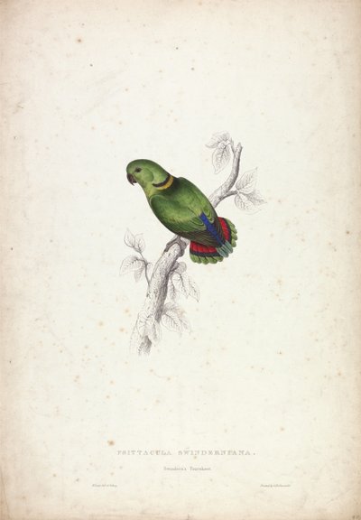 Psittacula swinderniana. Swinderns parakit af Edward Lear