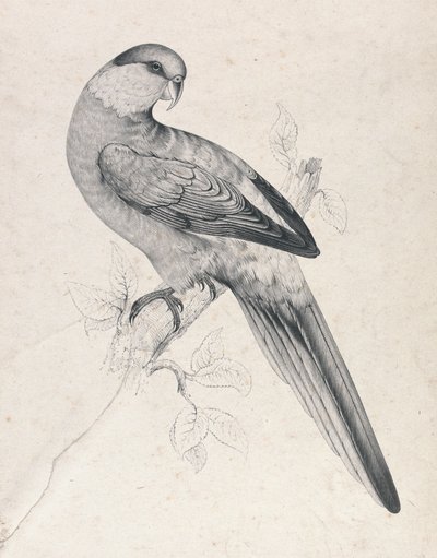 Rødhættet parakit, han (tavle 21) af Edward Lear