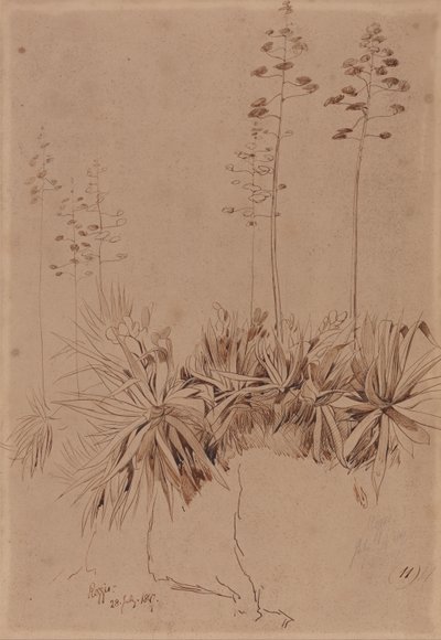 Reggio af Edward Lear