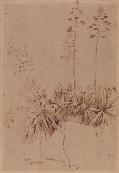 Reggio af Edward Lear