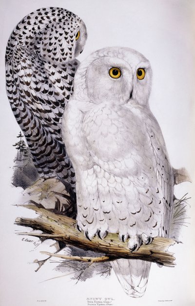 Sneugle, 1832-1837 af Edward Lear