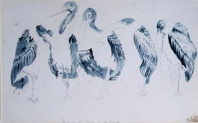 Studier af storke af Edward Lear