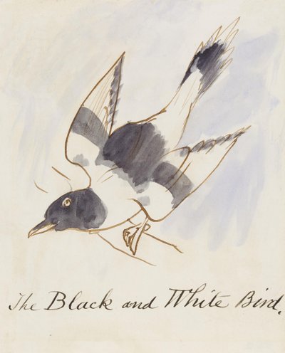 Den sorte og hvide fugl, fra seksten tegninger af tegneseriefugle (pen og blæk wc på papir) af Edward Lear