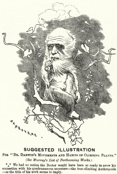 Punch tegneserie: Foreslået illustration til Dr. Darwins bevægelser og klatreplanters vaner (gravering) af Edward Linley (after) Sambourne