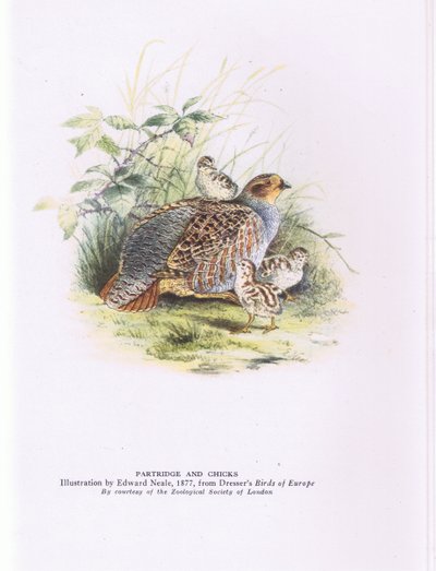 Agerhøne og kyllinger, Nature in Britain udgivet af Collins af Edward Neale