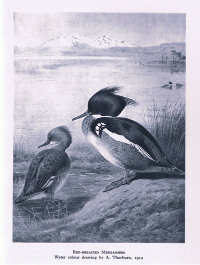 Red Breasted Merganser, Nature in Britain udgivet af Collins, 1946 af Edward Neale