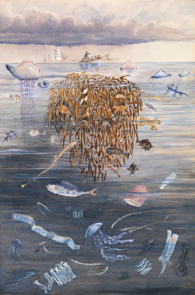Sea Life in the North Atlantic, 1873dani af Edward Roper