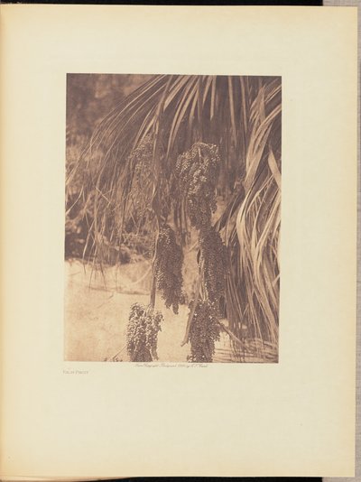 Palmefrugt af Edward S. Curtis