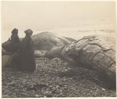 [Delvist slagtet hval - Makah] [Den tilfangetagne hval] af Edward S. Curtis
