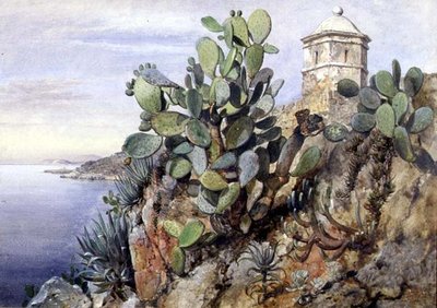 Cactus stikkende pære, Monaco af Edward William Cooke