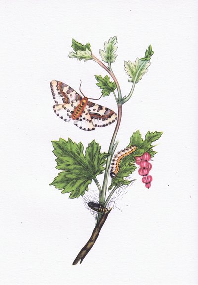 Magpie or Currant Moth, Nature in Britain udgivet af Collins, 1946 af Edward after Donovan