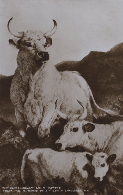 The Chillingham Wild Cattle (s/h foto) af Edwin (after) Landseer