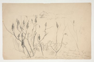 Skitse af ukrudt af Edwin Austin Abbey