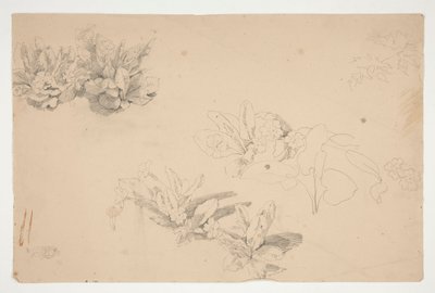 Studier af blomster af Edwin Austin Abbey