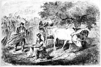 Oxen Hauling Corn, 1800-tallet. af Edwin Forbes
