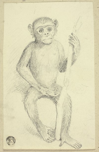 Orangutang af Edwin Henry Landseer