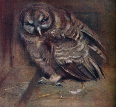 En ung brun ugle, 1907 af Edwin John Alexander