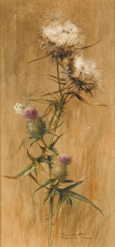 Sommerfugl på tidselhoveder (wc på papir) af Edwin John Alexander