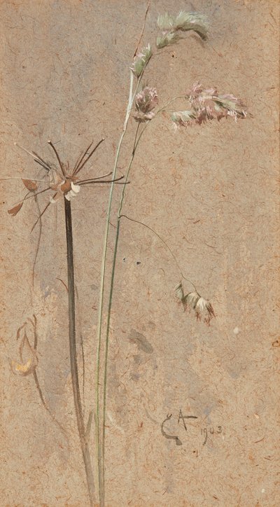Cockfoot Grass (akvarel på buff-papir) af Edwin John Alexander