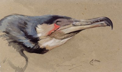 Skarv (akvarel) af Edwin John Alexander