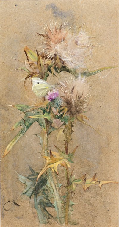 Tidsler og sommerfugle (akvarel) af Edwin John Alexander