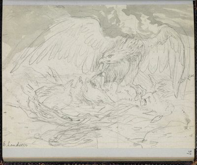F. 37: En rovfugl, der fodrer kyllinger, fra en 