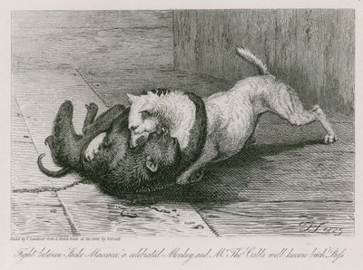 Kamp mellem Jacco Macacco, en berømt abe, og Thomas Cubbs velkendte tæve, Puss af Edwin Landseer