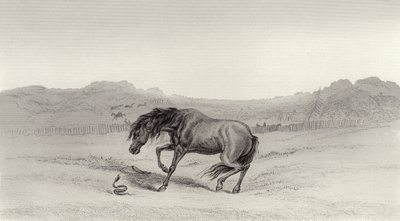 Forskrækket! af Edwin Landseer