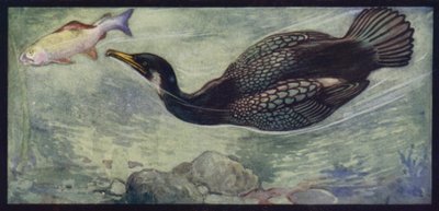 En skarv og hans bytte (farve litho) af Edwin Noble