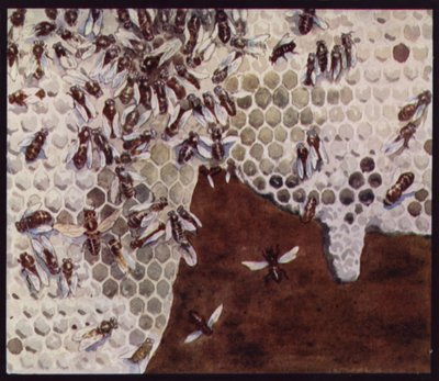 Bier på arbejde på honeycomb (farve litho) af Edwin Noble