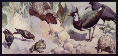 Fjender af ormen og sneglen (farve litho) af Edwin Noble