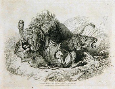 Konkurrerende gruppe efter naturen, plade 6 fra Tyve graveringer af løver, tigre, pantere og leoparder... indgraveret af Thomas Landseer (1795-1880) 1823 af Edwin after Landseer