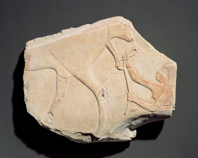 Fragment af et relief, der viser fødslen af en kalv, fra Asasif, Theben, tredje mellemperiode (ca. 1069-664 f.Kr.) (kalksten) af Egyptian