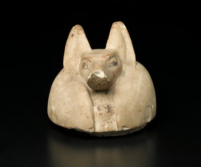 Sjakalhovedet låg af en baldakinkrukke (kalksten) af Egyptian