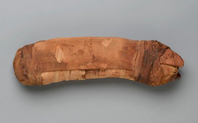 Mumi af en kat (dyrerester og linned) af Egyptian