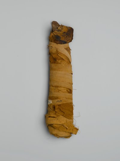Mumie af en kat, købt i Kairo (dyrerester og malet linned) af Egyptian