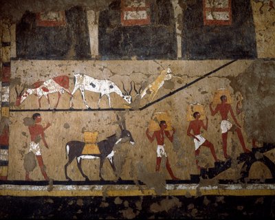 Egyptisk antikvitet: transport af hvede på ryggen af multe og på ryggen af slaver. Fresko af dronning Neferou III