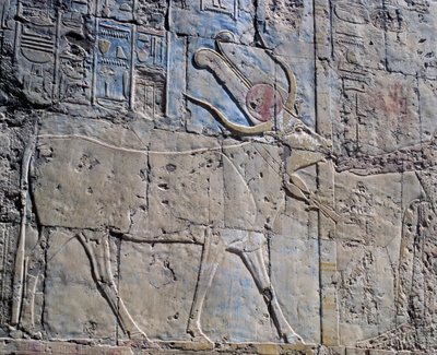 Gudinden Hathor i form af en hellig ko, malet relief, Hathors kapel, dronning Hatshepsuts gravtempel, også kendt som Djeser-Djeseru, Deir el-Bahri, Theben (Unescos verdensarvsliste) af Egyptian 18th Dynasty