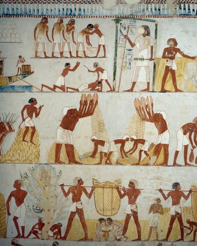 Høst afgrøde, tærskning og vindning af korn, detaljer fra fresker i forhallen af Mennas grav, Sheikh Abd el Qurnah Necropolis, Luxor, Theben (Unescos verdensarvsliste af Egyptian 18th Dynasty