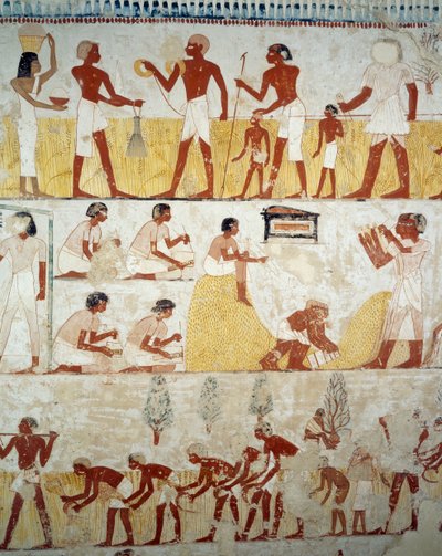 Høst afgrøde, tærskning og vindning af korn, detaljer fra fresker i forhallen af Mennas grav, Sheikh Abd el Qurnah Necropolis, Luxor, Theben (Unescos verdensarvsliste af Egyptian 18th Dynasty