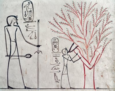 Isis omdannet til et platantræ, der dier Tuthmosis III (ca. 1479-1425 f.Kr.) (vægmaleri) af Egyptian 18th Dynasty
