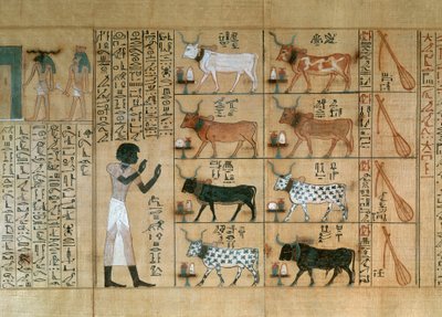 Papyrus, der forestiller okser, fra Maiherperis dødebog af Egyptian 18th Dynasty