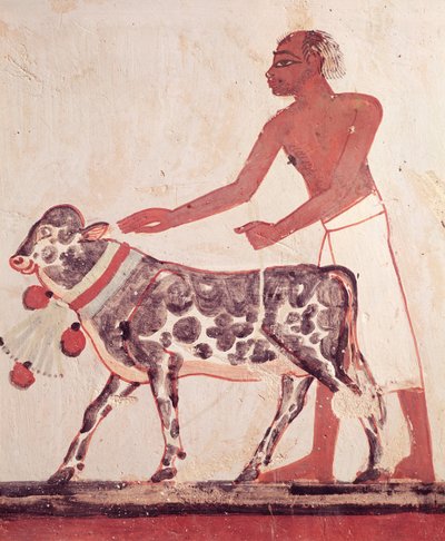 Bonde fører en ko for at ofre, fra Mennas grav (vægmaleri) af Egyptian 18th Dynasty