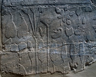 Repræsentationer af planter og dyr bragt fra Syrien af Thutmose III i 1465 f.Kr., detalje fra relief, rum kendt som Botanisk Have, Karnak-tempelkomplekset (Unescos verdensarvsliste) af Egyptian 18th Dynasty