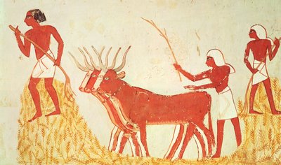 Brug af køer til at trampe hvede, fra Mennas grav, New Kingdom (vægmaleri) (se også 251665) af Egyptian 18th Dynasty