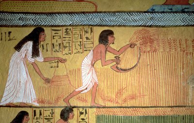Detalje af en høstscene på østmuren fra Sennedjems grav, The Workers" Village, New Kingdom af Egyptian 19th Dynasty