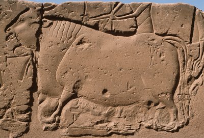 Detalje af et relief, der forestiller en ko, Ramses II (1298-32 f.Kr.) gårdhave (kalksten) af Egyptian 19th Dynasty